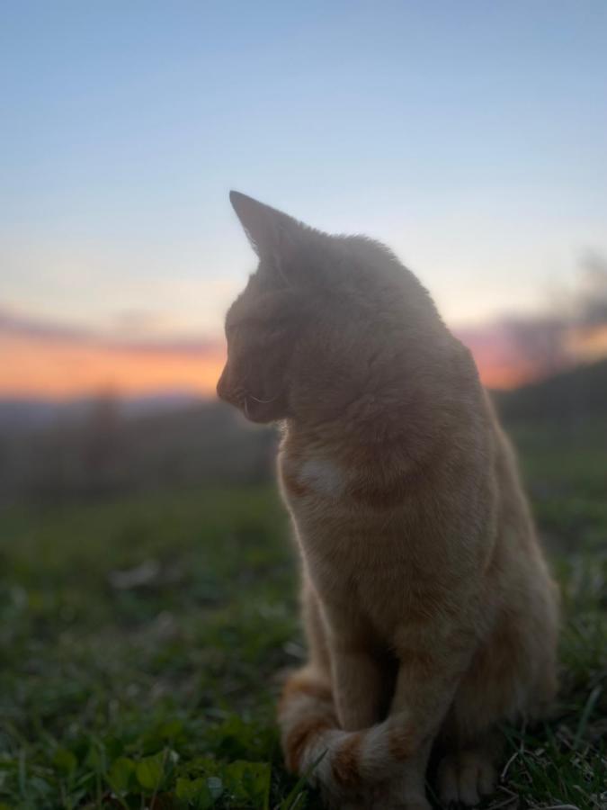 Nature Homestay Trenčín Екстериор снимка